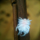 Flatidae Nymph (Cotton Bug)
