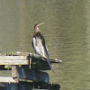 Australasian Darter