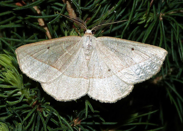 Soft-line Wave Moth | Project Noah