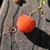 Strawberry Tree