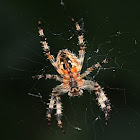 Barn spider 