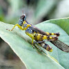 Clear-winged Monkey Grasshopper