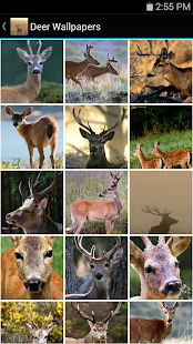 Deer Wallpapers(圖1)-速報App