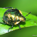 Shield Bug Nymph