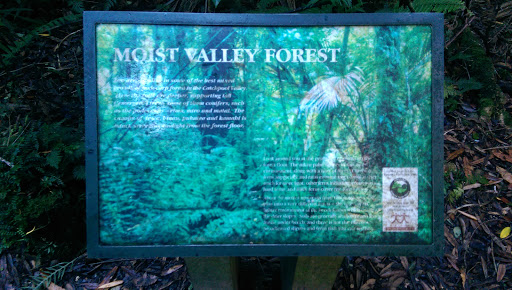 Moist Valley Forest