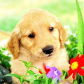 Golden retriever spre maro 6 saptamani'