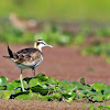 Pheasant-tailed Jacana