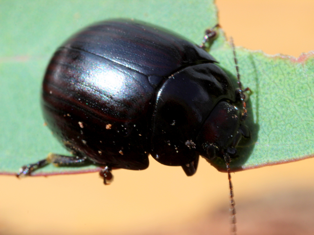 Leaf  beetle