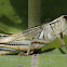 Two-Striped Grasshopper