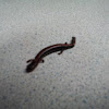 Eastern Red Backed Salamander