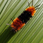 Woolly caterpillar