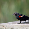 Red-Winged Blackbird (Male)