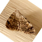 American Idia Moth
