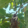 Wasp hive