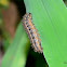 Crescent butterfly catterpillar