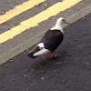 Feral Pigeon