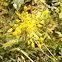 Fragrant Yellow Allium 