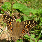 Lemon pansy