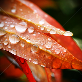 Droplets by Widodo Dripp - Nature Up Close Leaves & Grasses