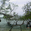 mangrove