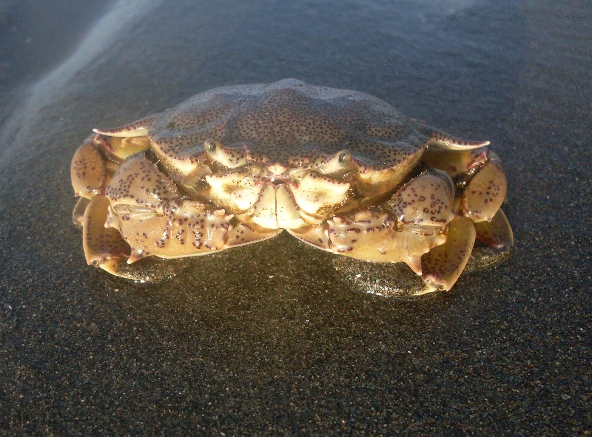 Spotted Moon Crab