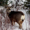 Mule Deer