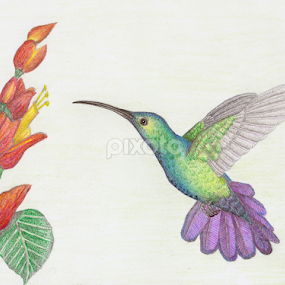 Green-breasted Mango - Hummingbird by Terry Sohl - Drawing All Drawing