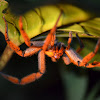 Araña Cupienus