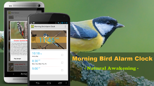 【免費生活App】Bird Quiz Alarm Clock-APP點子