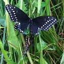Black swallowtails