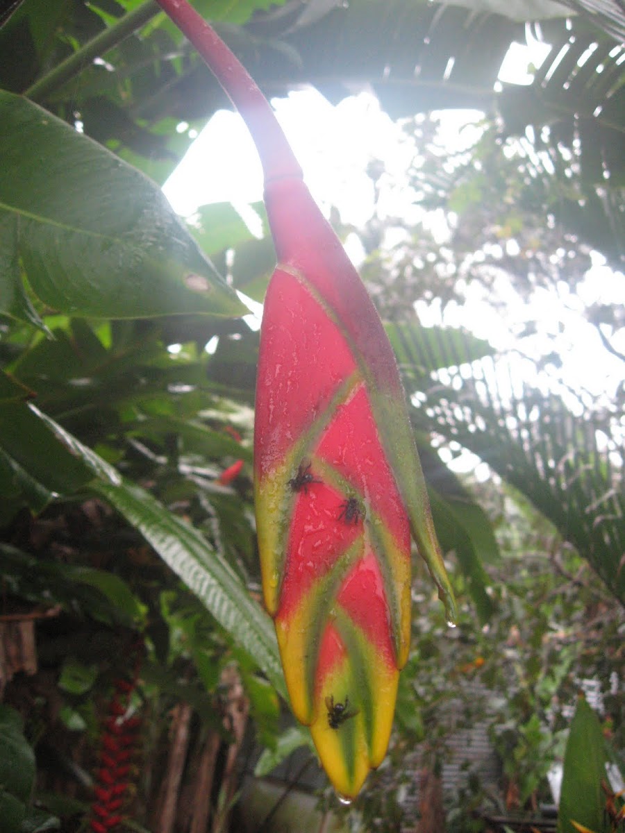 Lobster claw heliconia