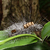Tussock moth, caterpillar