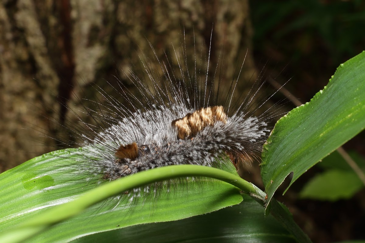 Tussock moth, caterpillar