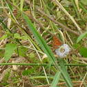 Borboleta