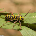 Locust Borer