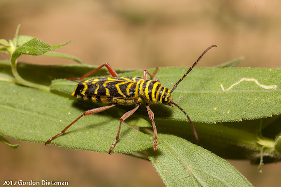 Locust Borer | Project Noah