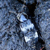 Hairy rove beetle