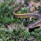 Northern Two-lined Salamander