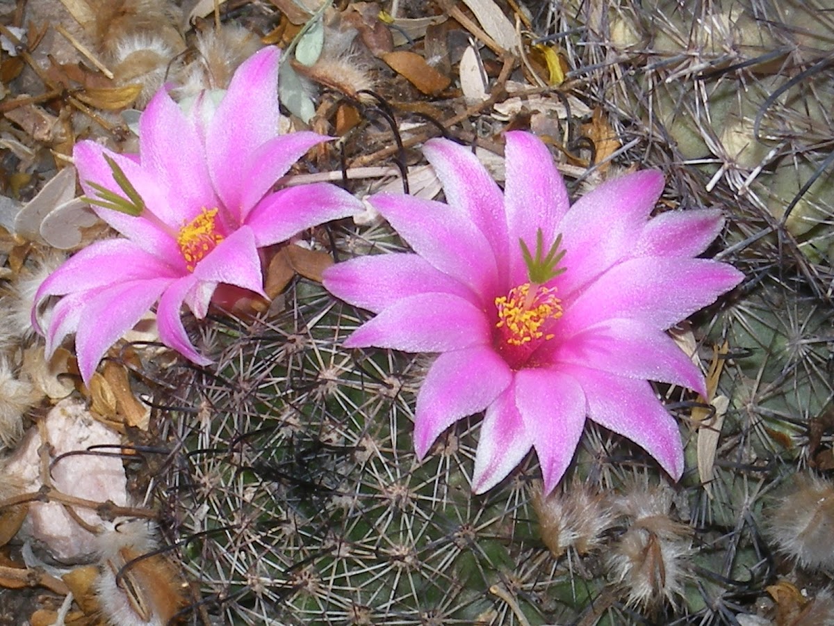 Fishhook Cactus