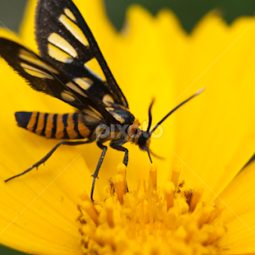 by Taufique Rahman - Animals Insects & Spiders