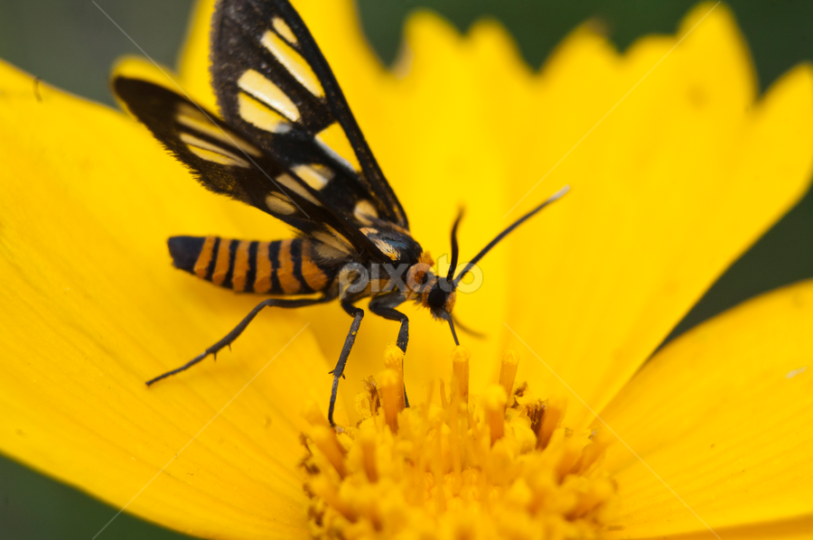 by Taufique Rahman - Animals Insects & Spiders