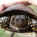 European Pond Turtle