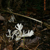White Coral fungus sp.?
