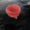 Red Cup Fungi