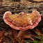 Fomitopsis lilacinogilva