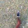Florida Redbelly Snake