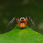Pear-Shaped Leucauge Spider