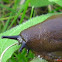 spanish slug