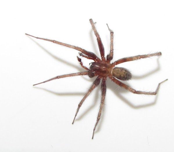 Barn Funnel Weaver Male Project Noah