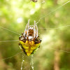 Arrowhead Spider